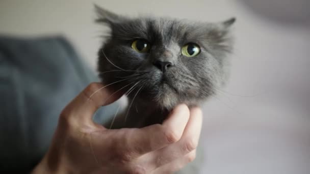 Mannelijke hand streelt grappige kat in zijn armen - Video