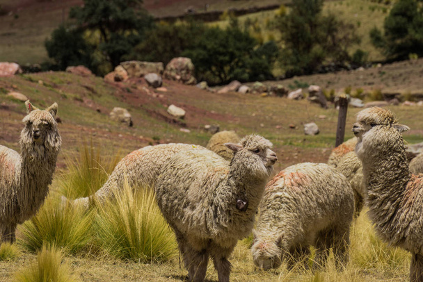 Wild Alpaca in Cusco Peru - Photo, Image
