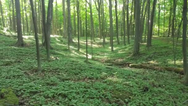 Hügel mit Pflanzen, die im Schatten großer Bäume niedrig wachsen - Filmmaterial, Video