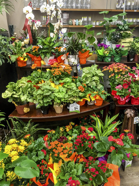 negozio di fiori - Foto, immagini