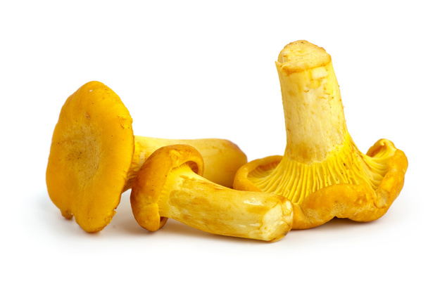 Três cogumelos chanterelle
 - Foto, Imagem