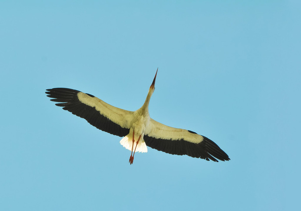 Bocian biały latający - Zdjęcie, obraz