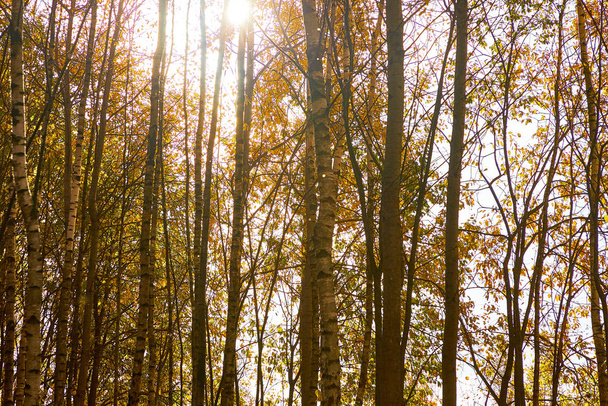 Beautiful autumn forest against the blue sky - Фото, зображення