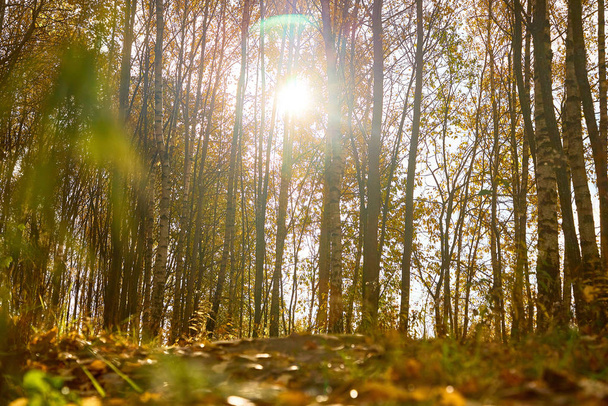 Hermoso bosque de otoño contra el cielo azul
 - Foto, Imagen
