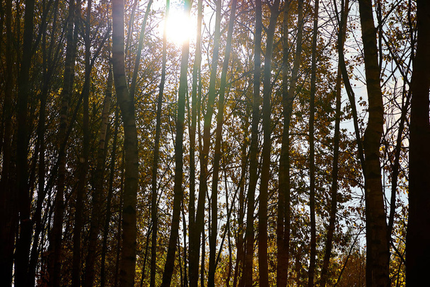 Beautiful autumn forest against the blue sky - Foto, Imagem