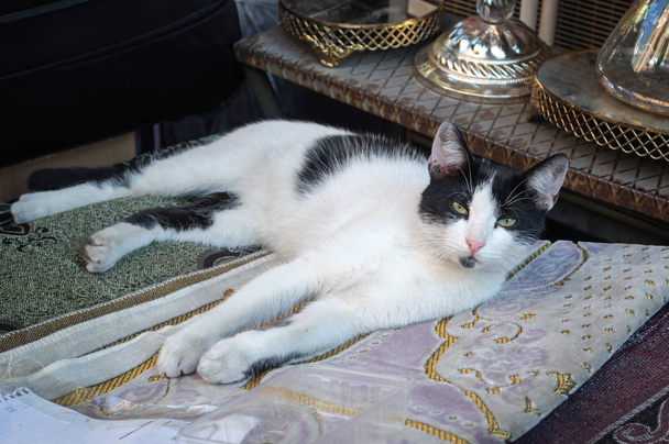 A white cat with black spots on a street market in Istanbul. - Photo, Image
