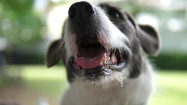 Closeup Of Drooling Dog Mouth in Hot Summer Day - Materiaali, video