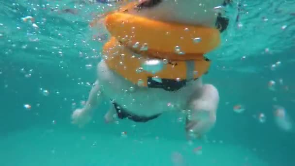 プールで水中で泳ぐ犬 - 映像、動画