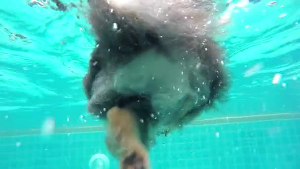 プールで水中で泳ぐ犬。スローモーション. - 映像、動画