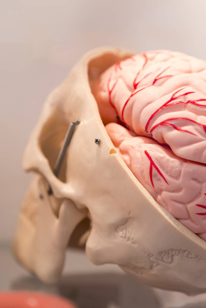 Diseño del cráneo humano cortado. Diseño del cerebro
. - Foto, Imagen
