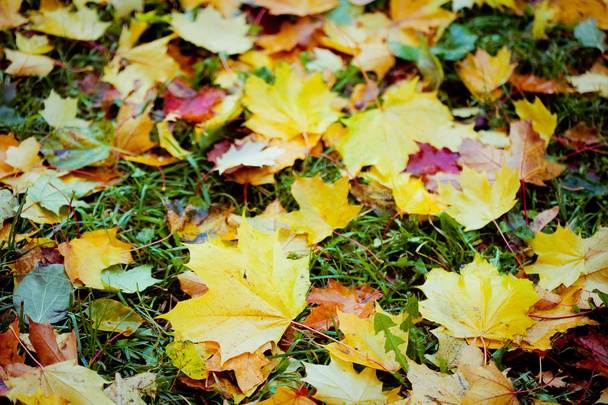 Colorful autumn leaves - Foto, Bild
