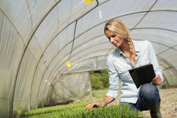 Agronomist checking seedlings inside greenhouse - 写真・画像