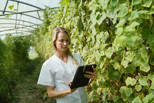 Biologist in greenhouse checking vegetable plantation - Fotoğraf, Görsel