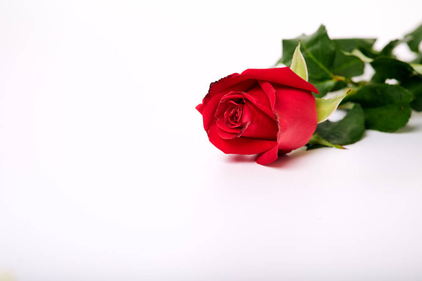 Single beautiful red rose on white - Foto, Bild