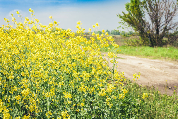 rape blooms on the field (Brassica Napus), with yellow flowers t - Foto, Imagen