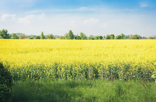 rape blooms on the field (Brassica Napus), with yellow flowers t - Fotografie, Obrázek