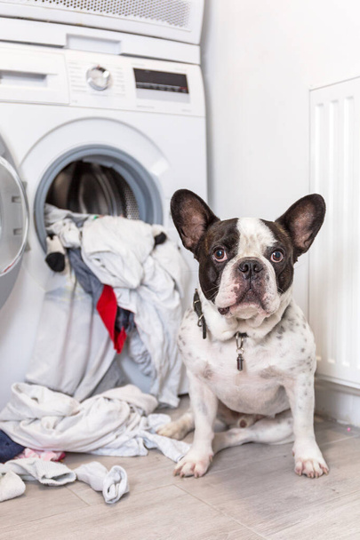 Buldog francuski z brudnym praniem w pralce elektrycznej - Zdjęcie, obraz