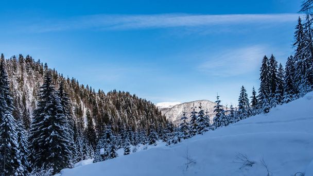 zimowy dzień w Alpach z Friuli Venezia-Giulia - Zdjęcie, obraz