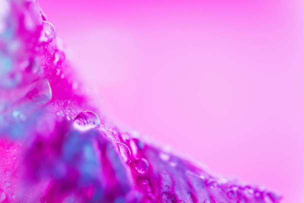 bourgeon de fleur d'iris de couleur néon vif - Photo, image