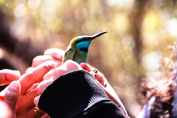 beeeater bird holded in the hands - 写真・画像