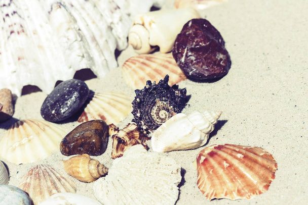 Seashells and stones on the sand, summer beach background travel - Фото, изображение