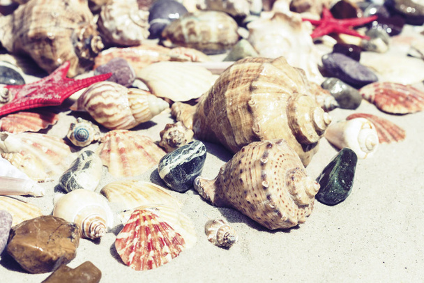 Seashells, sea stars and stones on the sand, summer beach backgr - Фото, изображение