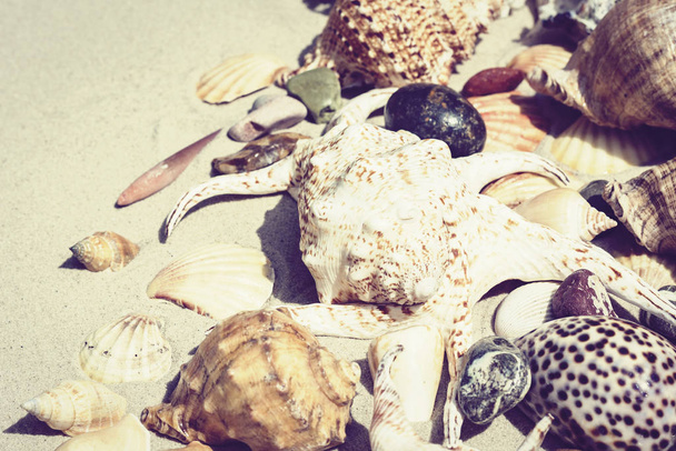 Seashells and stones on the sand, summer beach background travel - Foto, Imagen