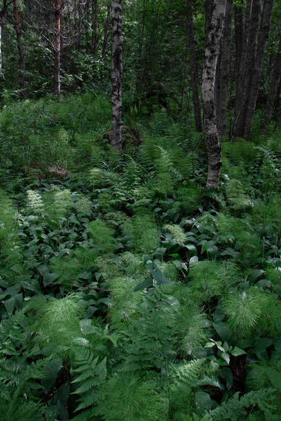 bosque verde con helechos
   - Foto, Imagen