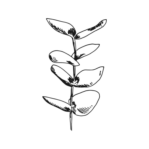 stem with leaves sketch object - Vector, Image