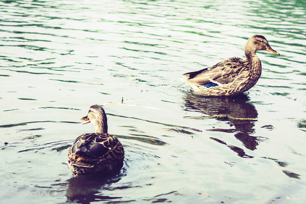 Flock of ducks on a lake in a park. - Foto, imagen