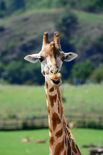 Африканская жирафа. В Пражском зоопарке
 - Фото, изображение