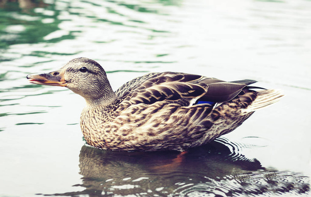 Female mallard duck. Portrait of a duck on a lake in a park. - Foto, Imagen