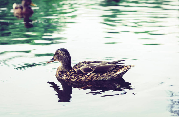 Female mallard duck. Portrait of a duck on a lake in a park. - Foto, Imagen