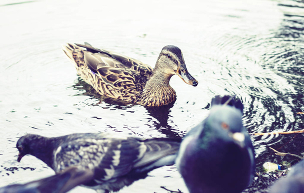 ducks and pigeons on a lake in a park. - Φωτογραφία, εικόνα