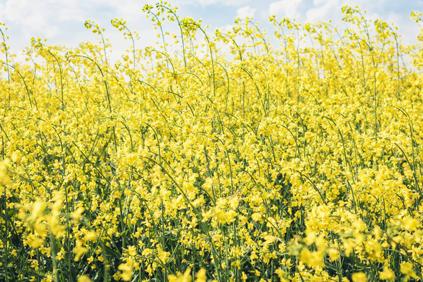 rape blooms on the field (Brassica Napus), with yellow flowers t - Fotoğraf, Görsel