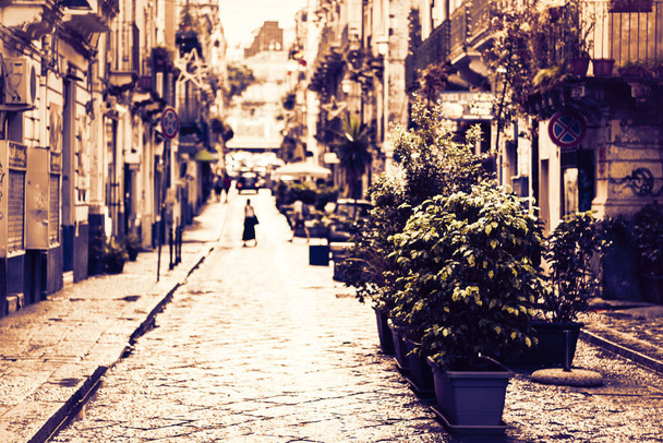 Красивый городской пейзаж Италии, декоративное растение в горшках на гисторе
 - Фото, изображение