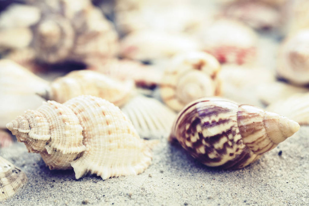 Seashells on the sand, summer beach background travel concept wi - Foto, afbeelding
