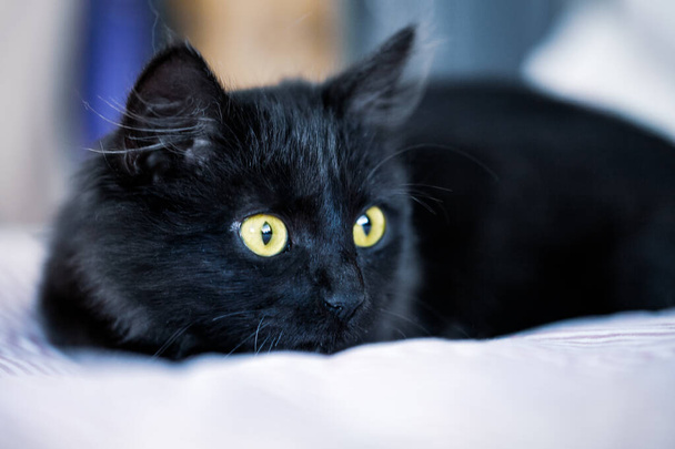 A black kitten lies on the couch. Selective focus. Horizontal. - Foto, afbeelding