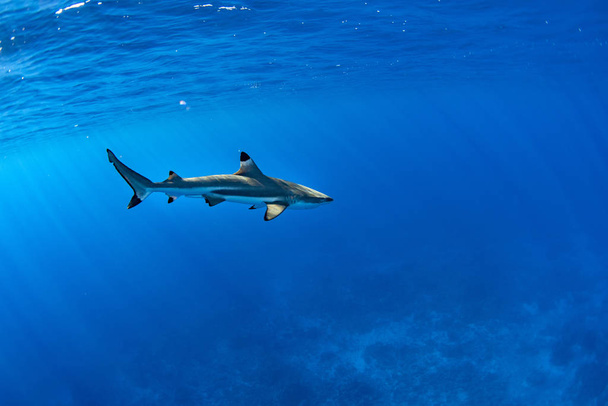 nadar con tiburones en el océano azul de la polinesia
 - Foto, imagen