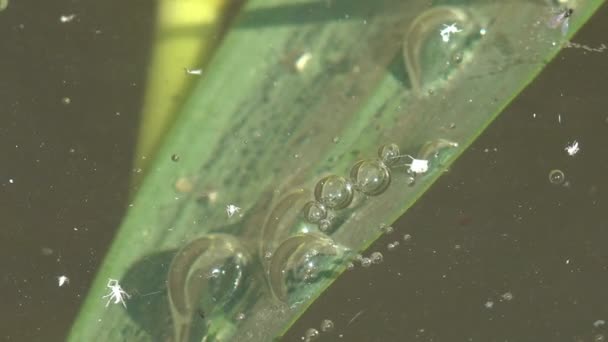 昆虫の皮膚の破片や浅い沼の静かな水の中の他の小さな甲殻類と汚れた袋の水の表面は速く作成水中カオス - 映像、動画