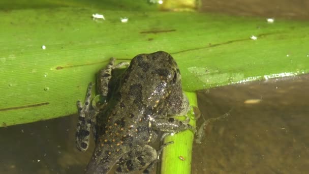 Yavru kurbağa, kurbağa ve kurbağa arasında geçiş döneminde. Yaz bataklığında, küçük kabukluların sualtı yaşamının kaosunun ortasında. Vahşi hayatta makroyu görüntüle - Video, Çekim