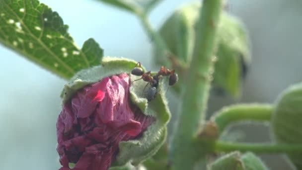 Las hormigas atacaron el brote Flores silvestres grandes, rosa-rojo, Malva moschata, malva almizclera o malva almizclera, Ver Macro en la vida silvestre
 - Metraje, vídeo