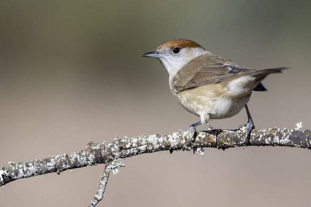 Female Blackcap (Sylvia atricapilla) perched on a blurred background, Spain - Photo, Image