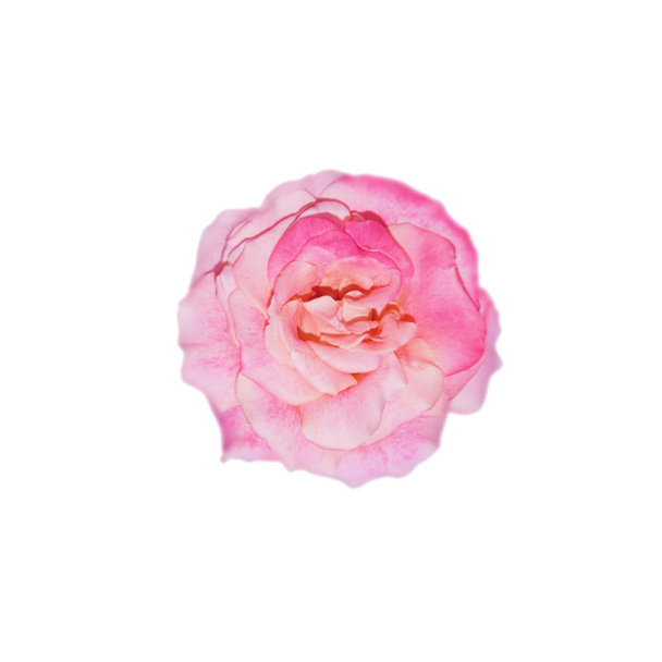 Όμορφο τριαντάφυλλο λουλούδι απομονώνονται σε λευκό φόντο - Φωτογραφία, εικόνα