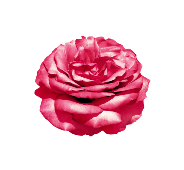 Hermosa rosa rosa aislada sobre un fondo blanco
 - Foto, Imagen