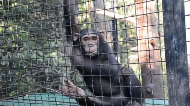 Trieste aap in de dierentuin volière - Video