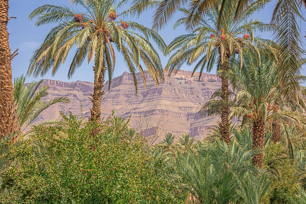 Anti-Atlas mountain emerging from behind the palm trees of the Oulad Othmane oasis on road 9 between Agdz and Zagora - Photo, Image