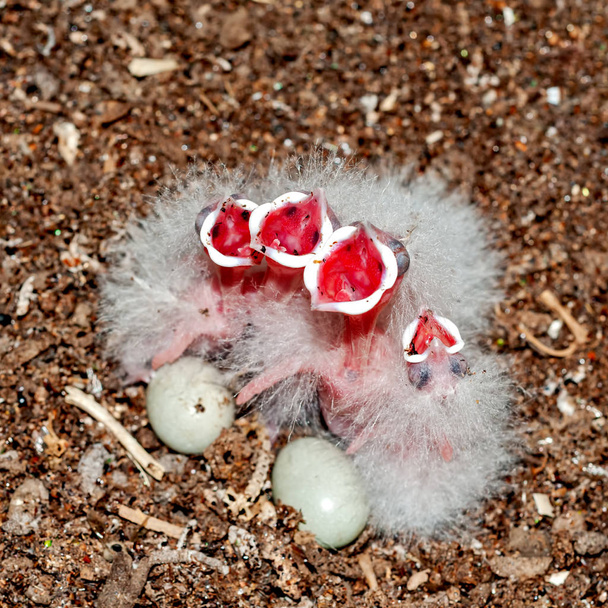 Pulcini comuni dell'upupa nel nido che chiedono cibo
 - Foto, immagini
