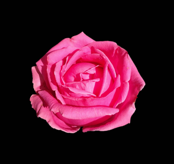 schöne rosa Rose isoliert auf schwarzem Hintergrund - Foto, Bild