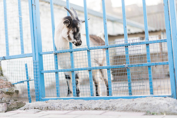 Goat living in the zoo - Fotó, kép